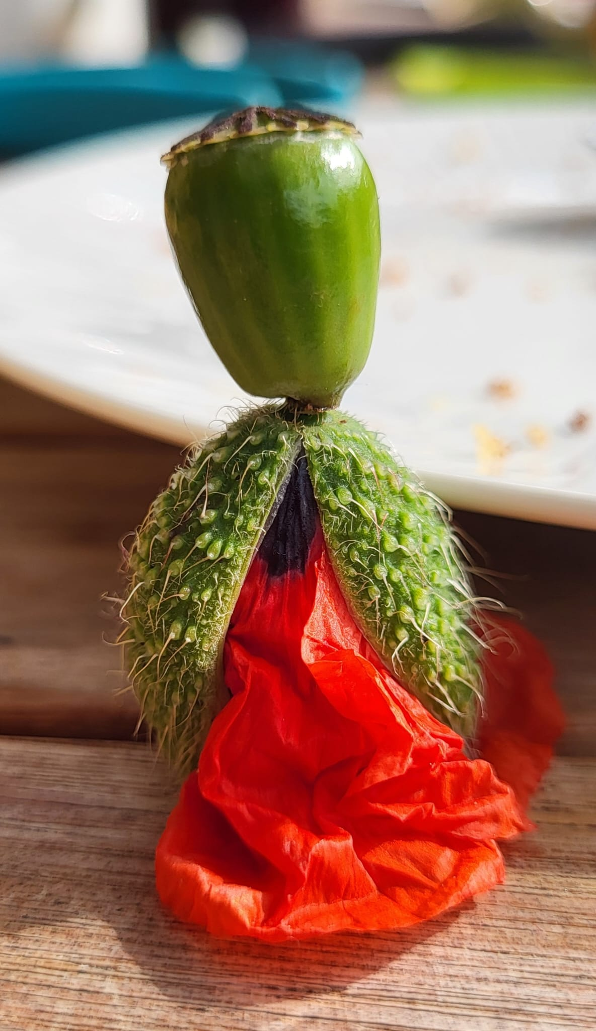 mohnblüten männchen